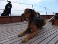 Berta, the dolpin dog
